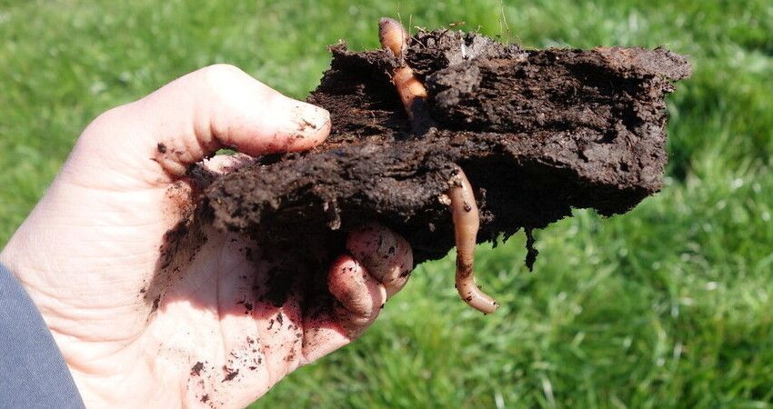 Kluit schalterveen met regenworm